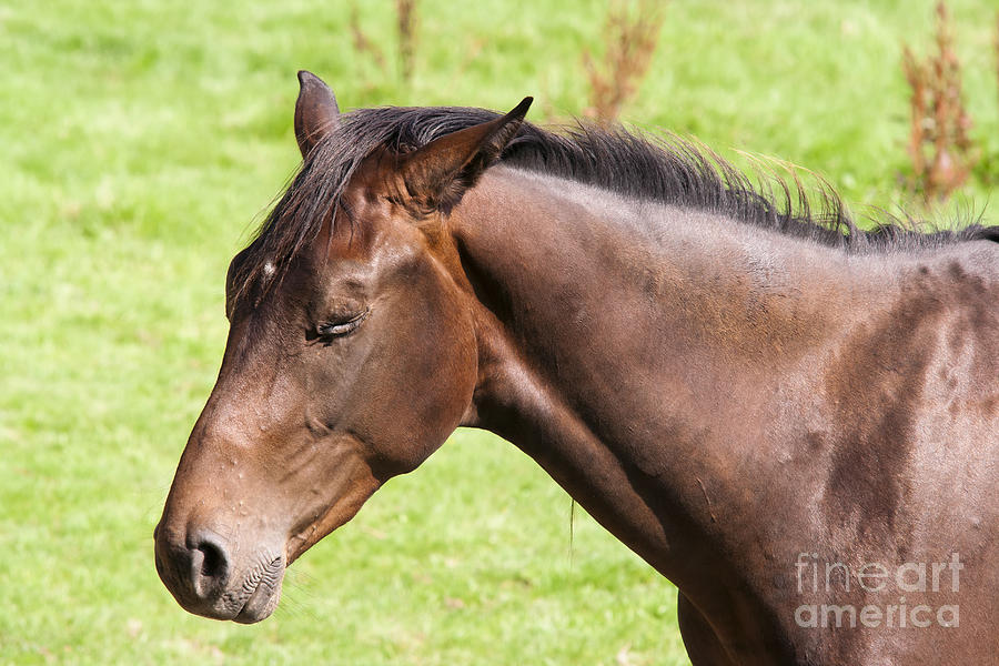 Farm Photograph - Bay Horse With Eyes Closed by Michal Boubin