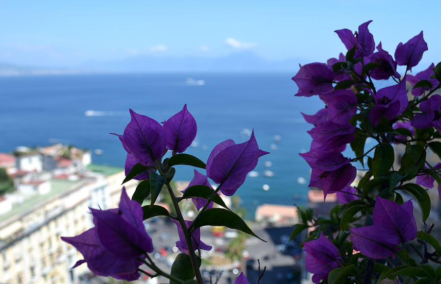 Flower Photograph - Bay of Naples by Terence Davis