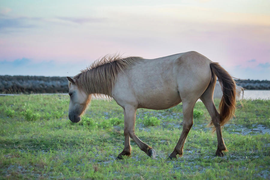 Bay Pony Photograph by Paula OMalley