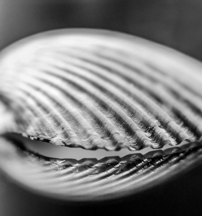 Bay Scallop black and white Photograph by Hermes Fine Art