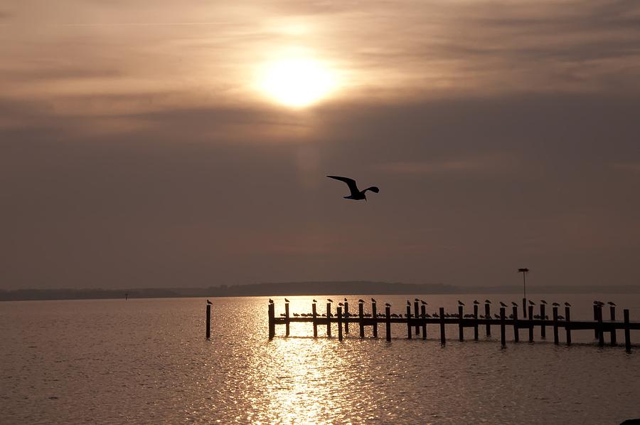 Bird Photograph - Bay Sunrise by Bill Cannon