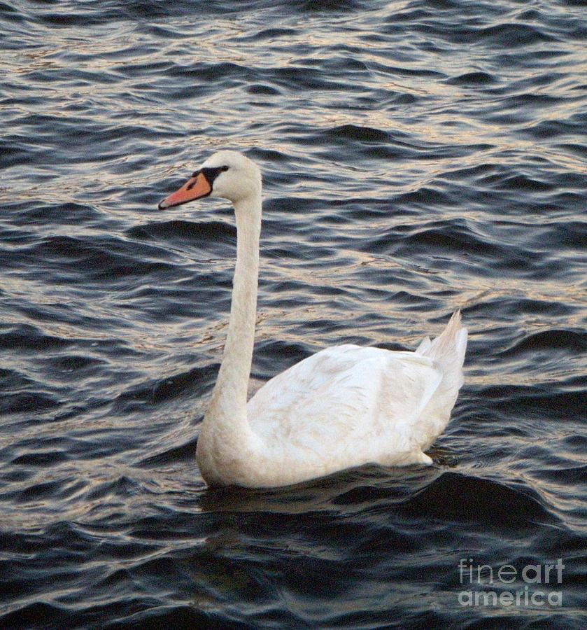 Bay Swan Photograph by CAC Graphics