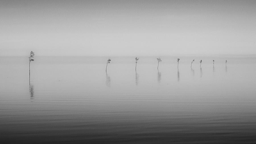 Bay Trees Black-and-white Photograph by Darius Aniunas