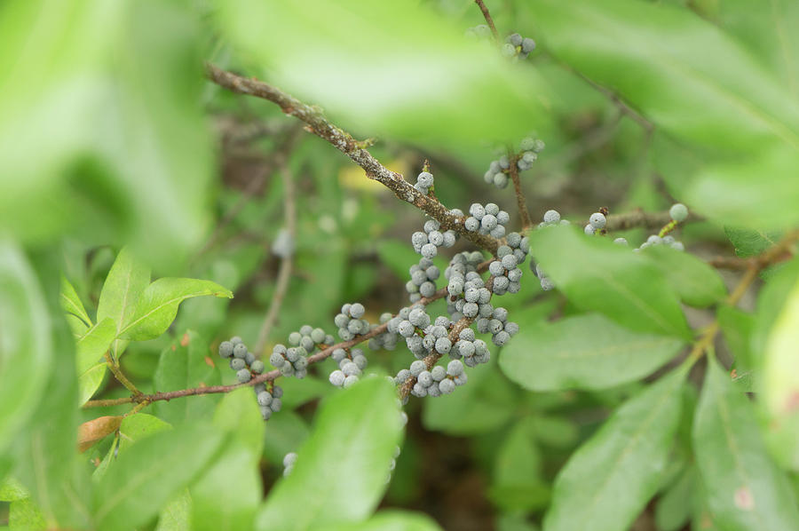 Warbler Photograph - Bayberries by Adam Gladstone