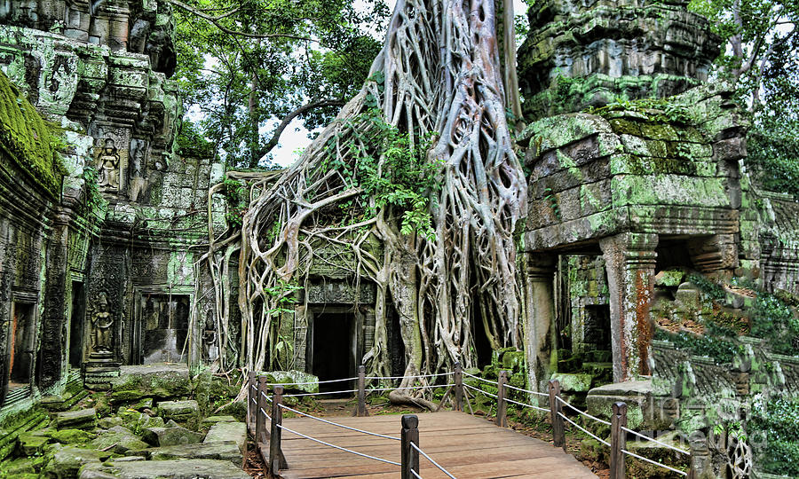 Bayon Tree Ta Prohm Cambodia  Photograph by Chuck Kuhn