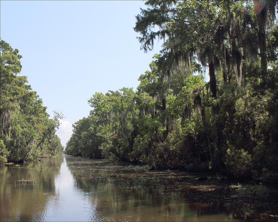 Bayou 15 Photograph by Lydia Miller - Fine Art America