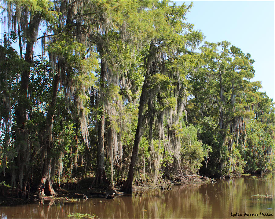 Bayou 16 Photograph by Lydia Miller - Fine Art America