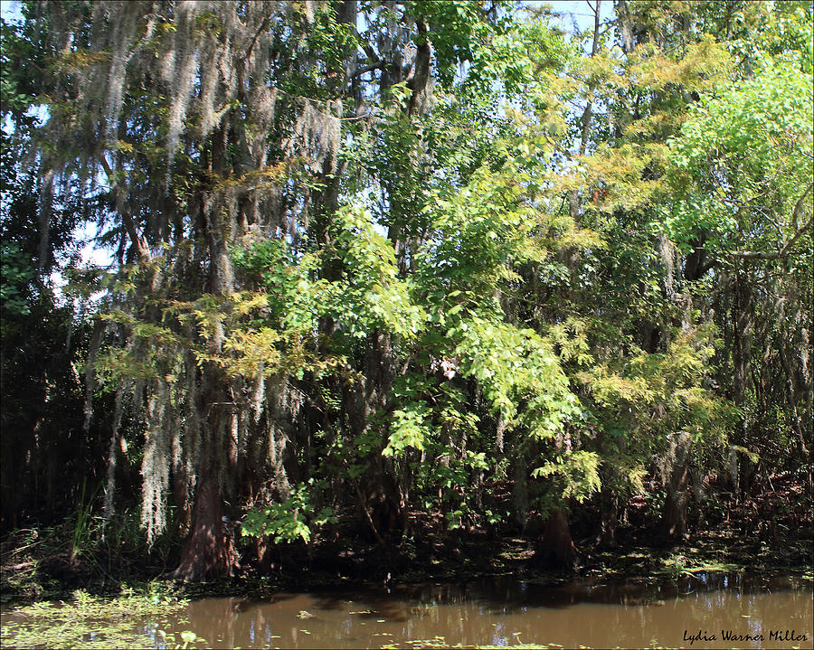 Bayou 32 Photograph by Lydia Miller - Fine Art America