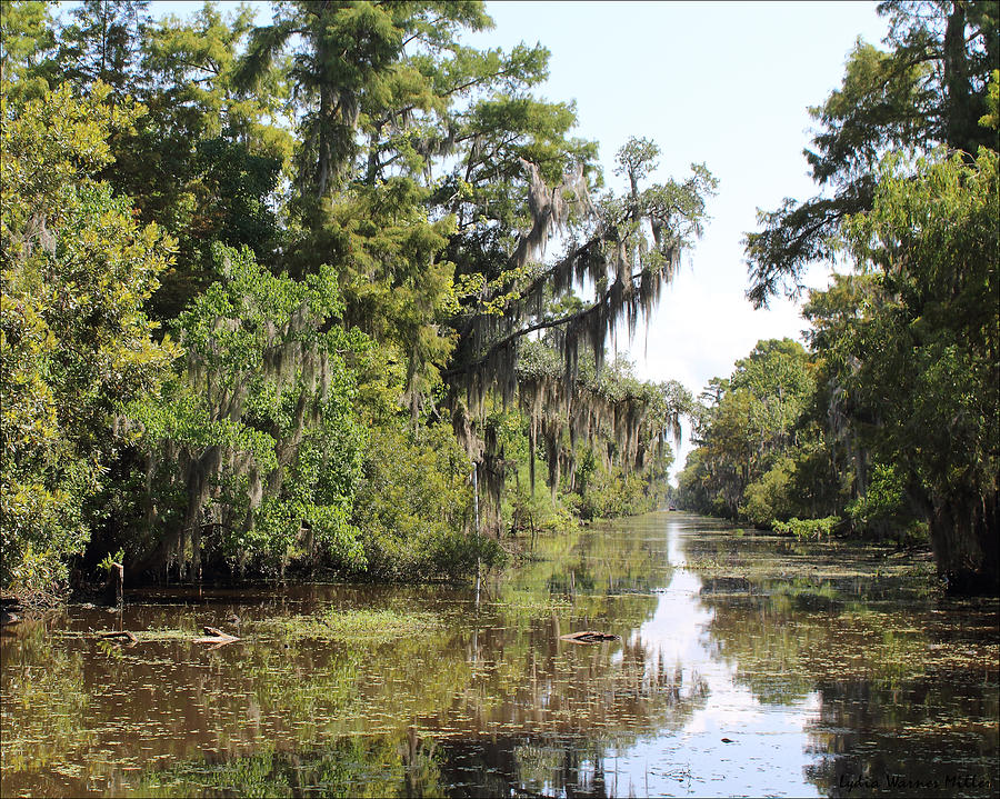 Bayou 33 Photograph by Lydia Miller - Fine Art America