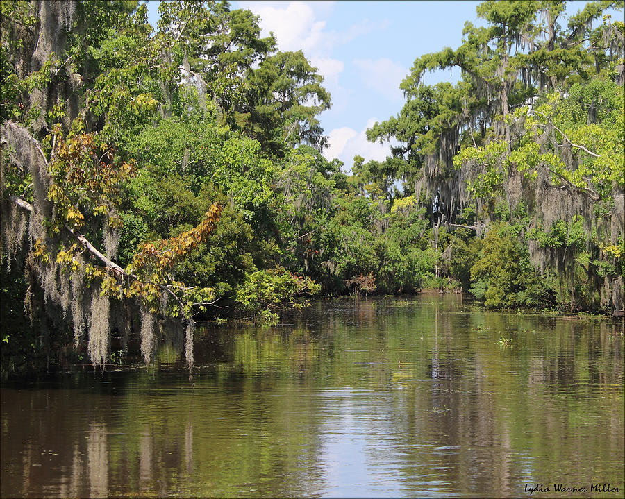 Bayou 61 Photograph by Lydia Miller - Fine Art America