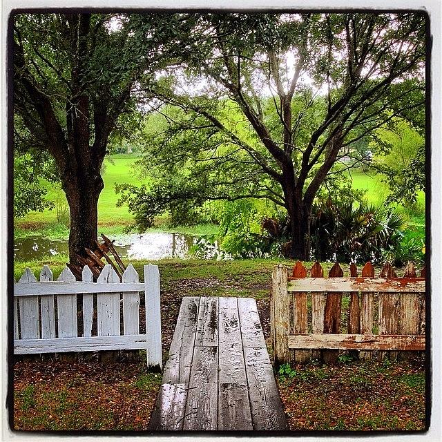 Louisiana Photograph - Bayou Backyard #louisiana by Alexis Fleisig