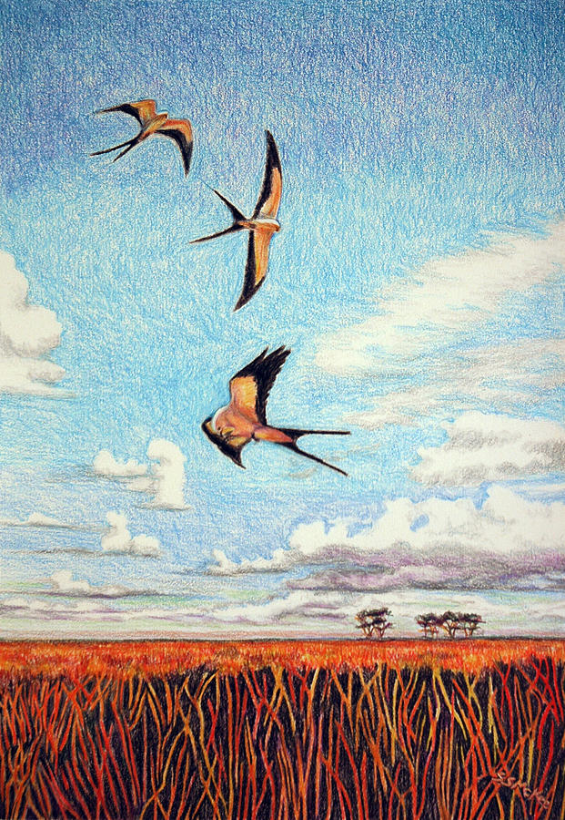 Wildlife Drawing - Bayou Ballet by Suzanne McKee