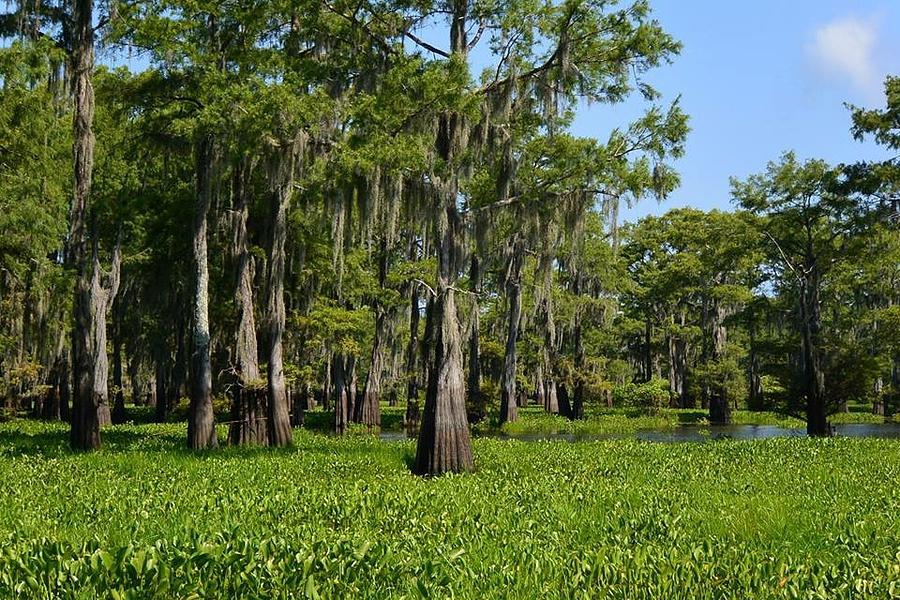 Bayou Beauty Photograph by Priscilla Pinto Fine Art America Bayou Beauty Photograph by Priscilla Pinto Fine Art America