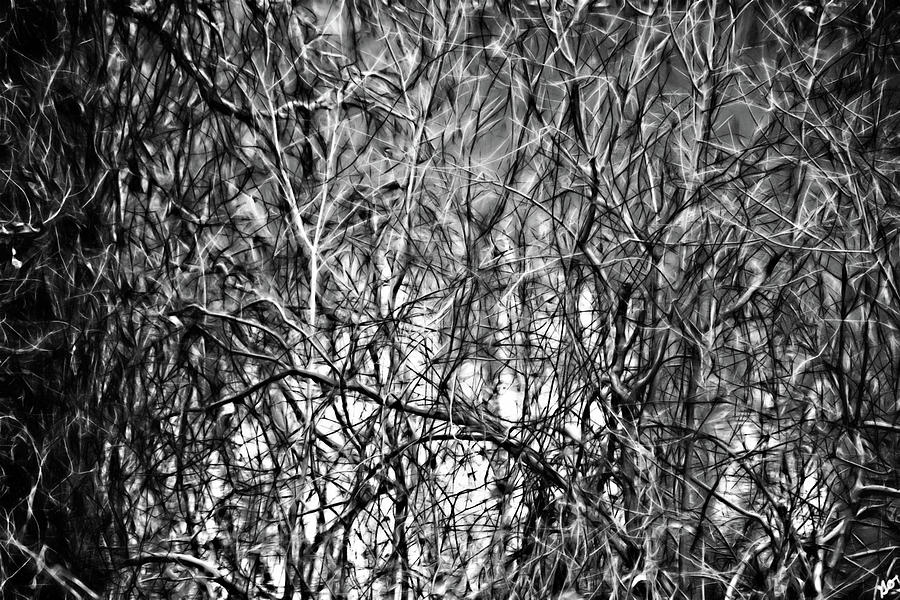 Bayou Branches Photograph by Gina OBrien