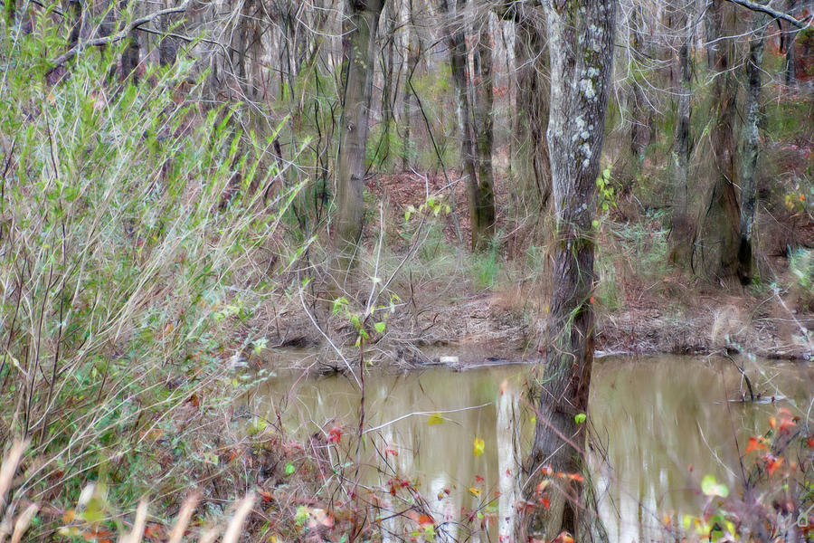 Bayou Meto Scenery Photograph by Gina OBrien