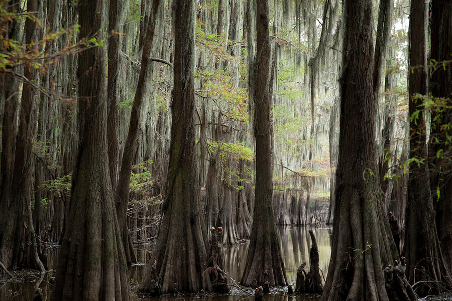 Bayou Trees Photograph by David Chasey