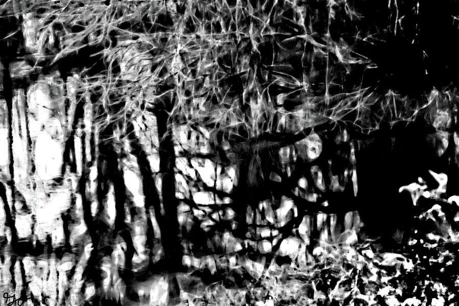 Bayou Water In Black And White Photograph