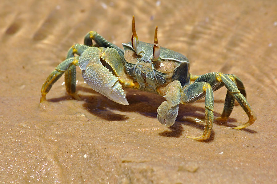 Bazaruto Crab Photograph by Jeremy Hayden