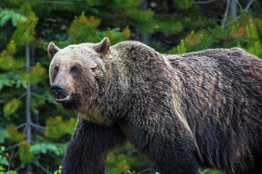 BBB - Big Beautiful Bear Photograph by Craig Sanders - Fine Art America