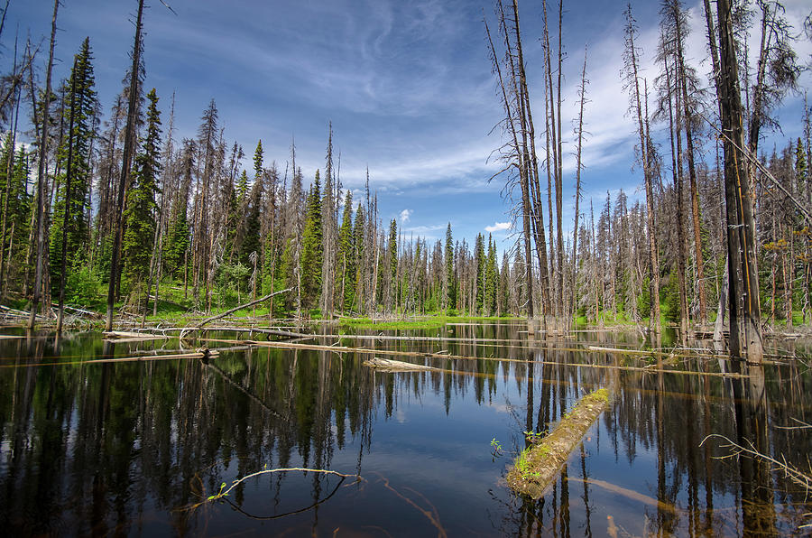 BC Forest Lake Photograph by Ryan Heffron