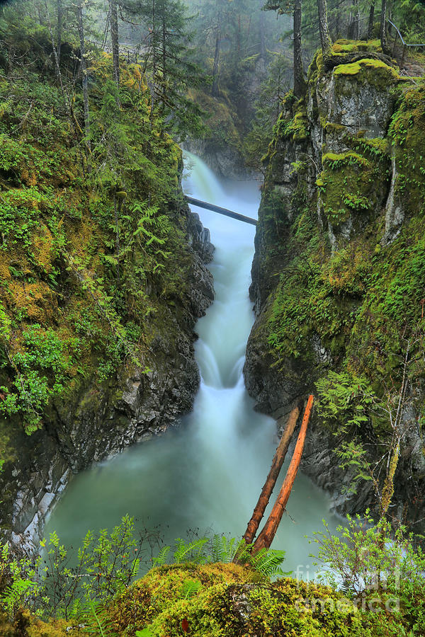 BC Rainforest Canyon Photograph by Adam Jewell
