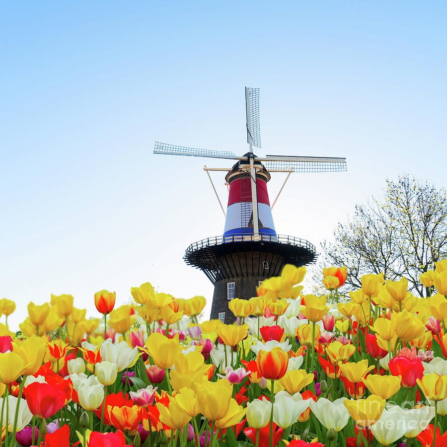 Dutch Windmill With Netherlands Flag Photograph