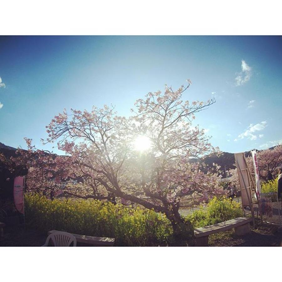 Spring Photograph - Be A Hero Gopro!‼︎
〜the Spring by Nishito Nobutaka