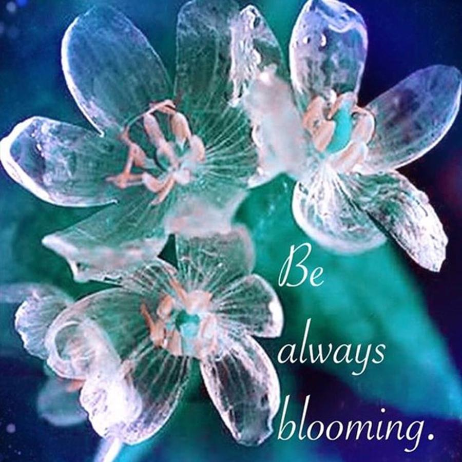 Be Always Blooming Photograph by Kimberly Landry