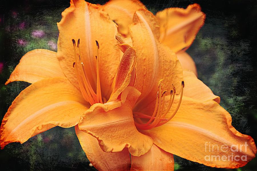 Be Bold - Orange Daylilies Photograph by Carol Groenen