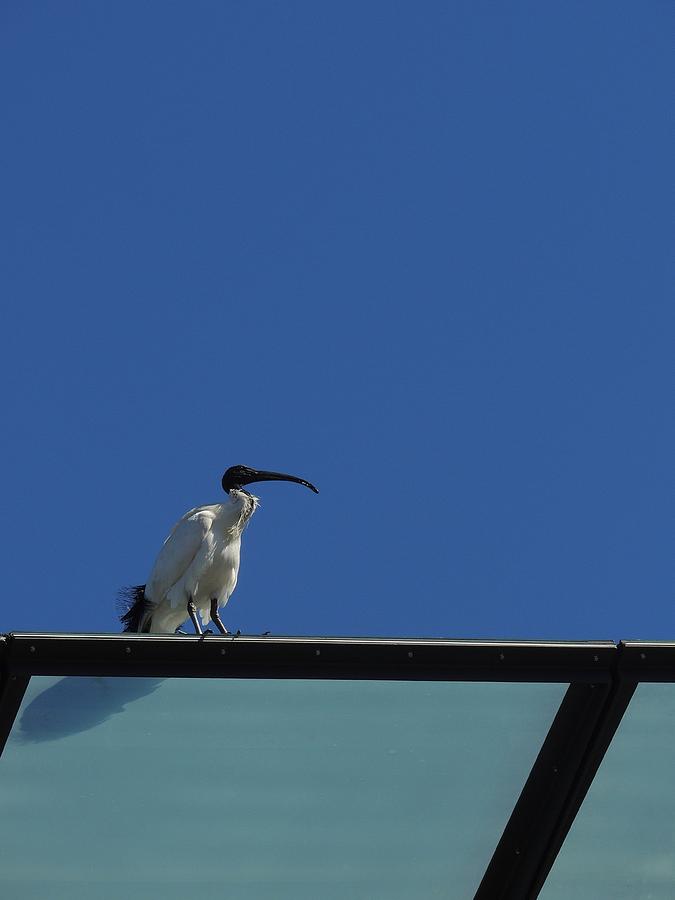 Ibis in an Urban Abstract. Photograph by Denise Clark