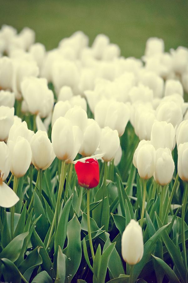 Flower Photograph - Be Different by Sotiris Filippou Flower Photograph - Be Different by Sotiris Filippou