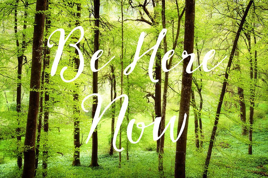 Be Here Now Green Forest In Spring Photograph