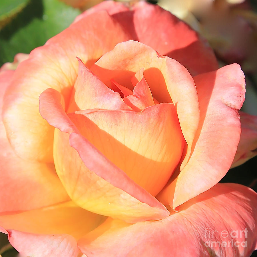 Joyful Rose Photograph by Carol Groenen