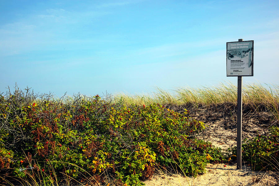 Be Kind To The Dune Plants Photograph by Madeline Ellis
