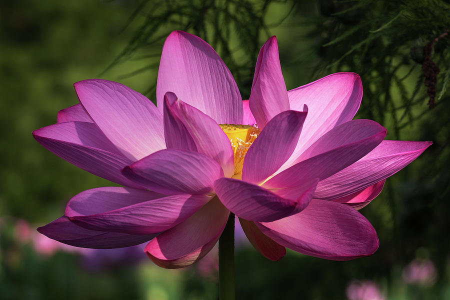 Be Like the Lotus Photograph by Cindy Lark Hartman