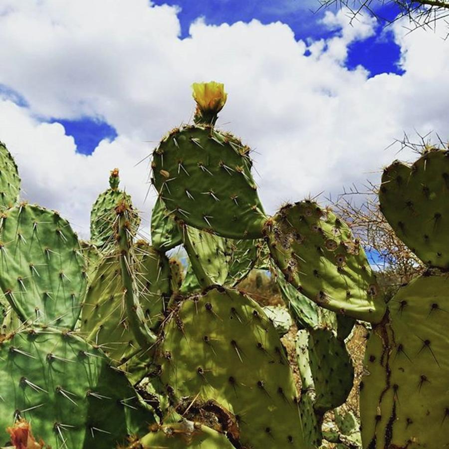 Phoenix Photograph - Be Like This #cactus... Prickly On The by Sarah Marie