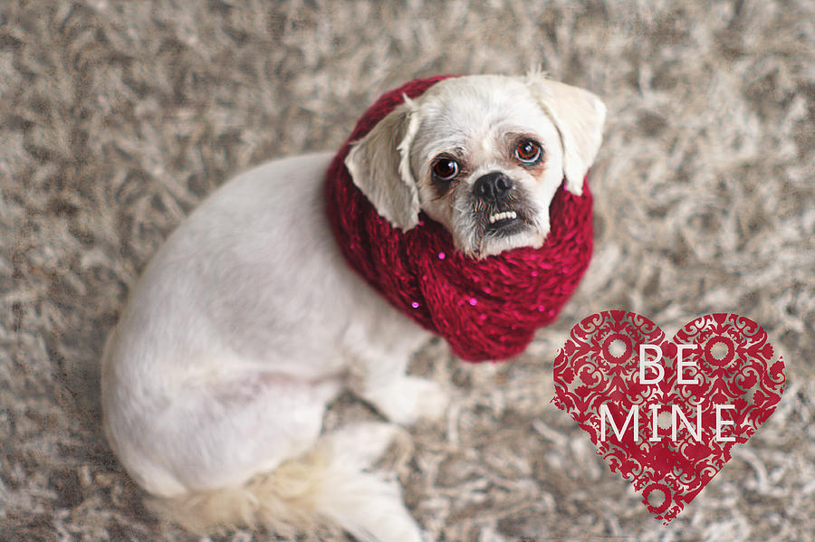 Be Mine Pekingese Photograph by Suzanne Powers