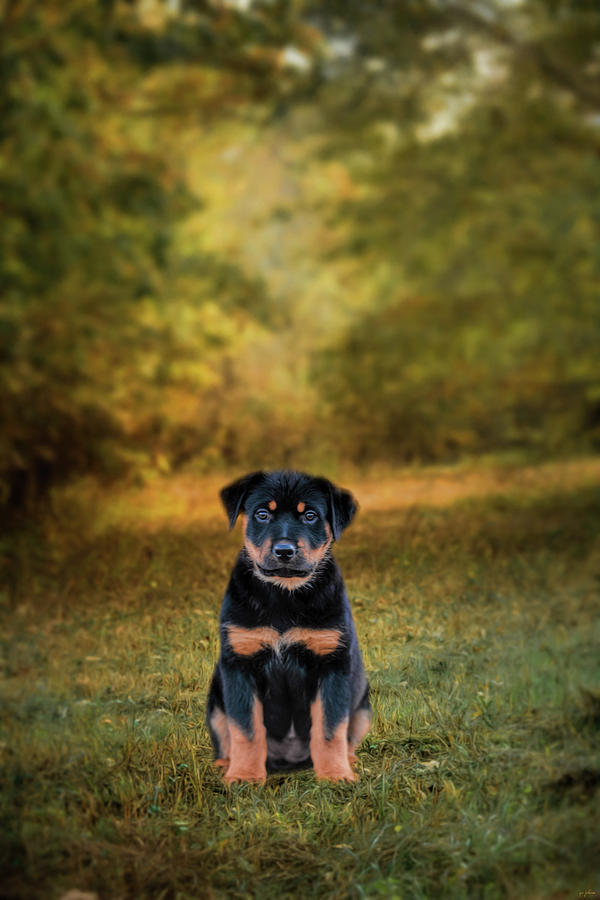Be My Friend Puppy Dog Art Photograph by Jai Johnson