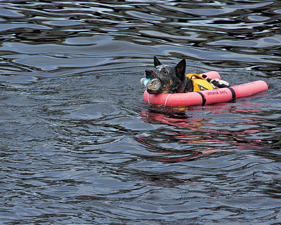 Be Prepared - Service Dog Swimming in a Life Vest Photograph by Mitch Spence