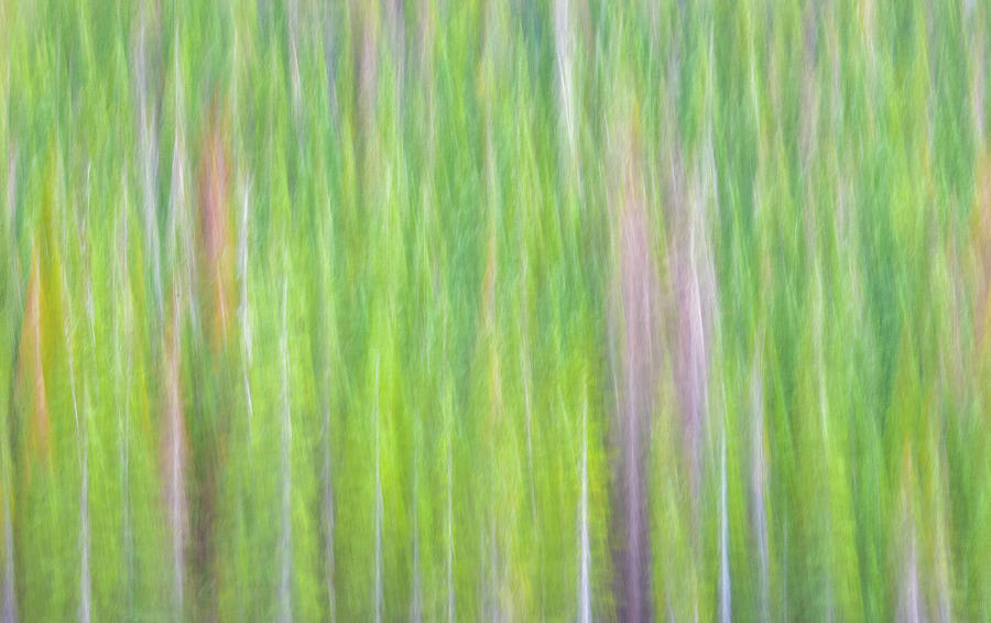 Abstract green tree art Photograph by Greg Wyatt