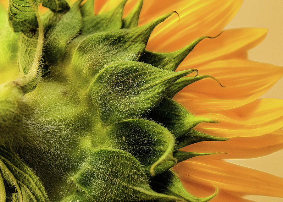 Sunflower Photograph - Be The Sunshine by Jessica Manelis Sunflower Photograph - Be The Sunshine by Jessica Manelis