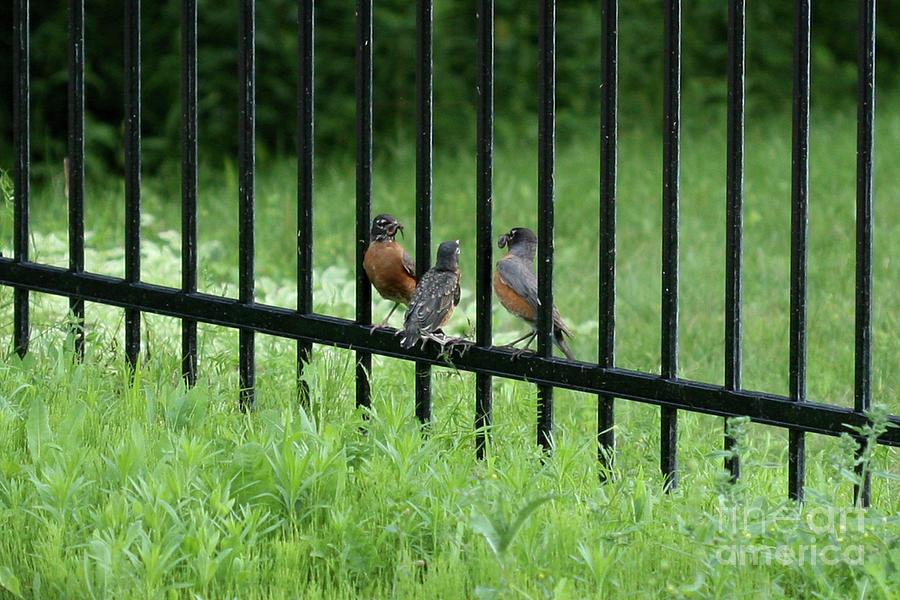 Baby Robin Photograph - Be There by Stephen Bloedow Baby Robin Photograph - Be There by Stephen Bloedow