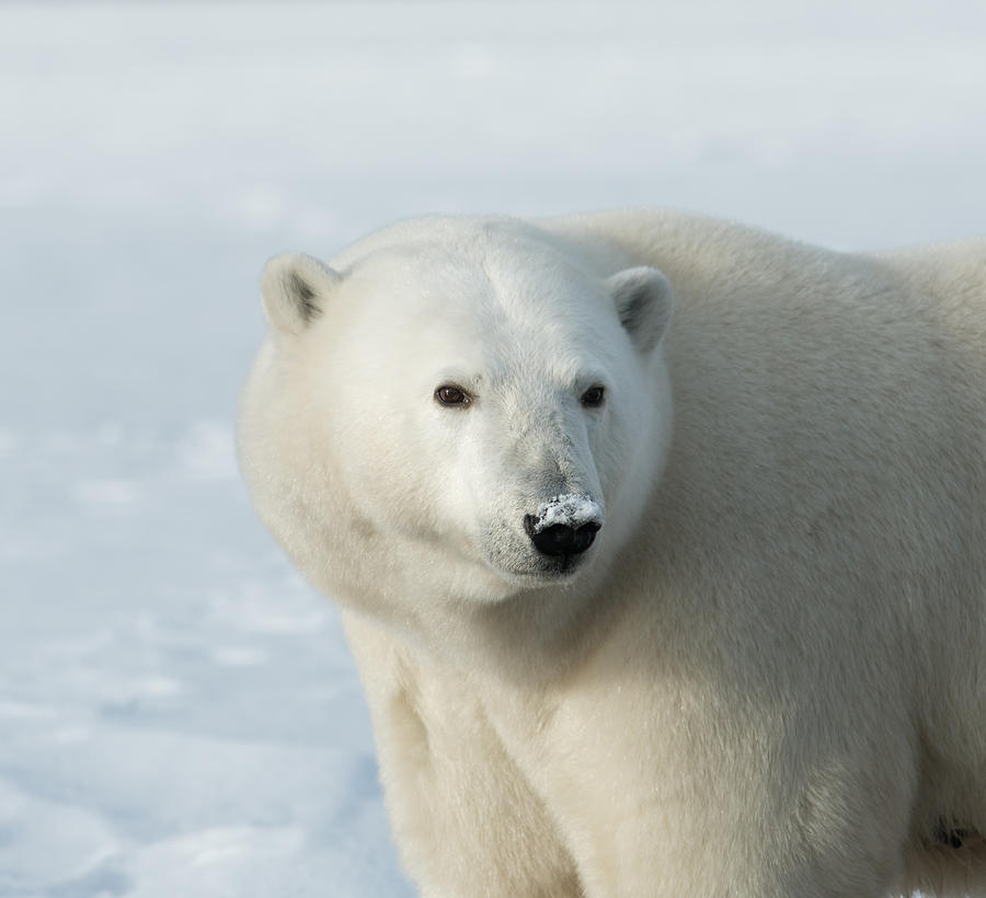 Bear of the North Photograph by Scott Wickward - Fine Art America