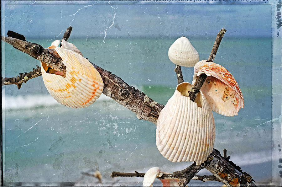 Shell Photograph - Beach Art - Seashell Shrine - Sharon Cummings by Sharon Cummings