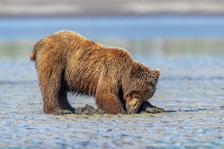 Beach Bear Photograph by Mike Centioli