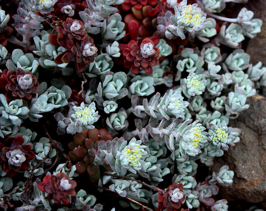 Beach Beauties Succulents Photograph by Larry Bacon