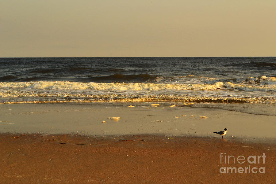 Beach Bird at Sunset  Photograph by Amy Lucid