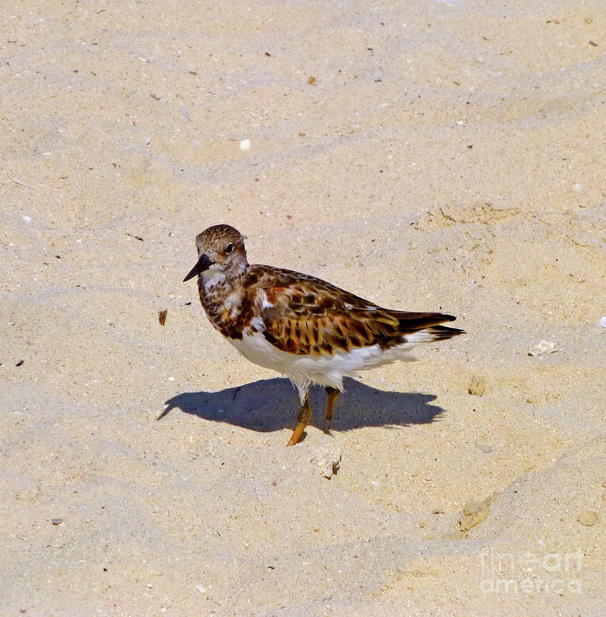 Beach Photograph - Beach Bird by Francesca Mackenney