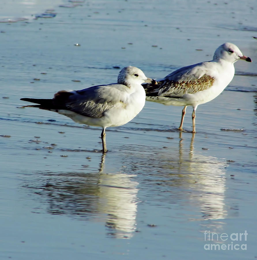 Beach Bird Reflections Photograph by D Hackett