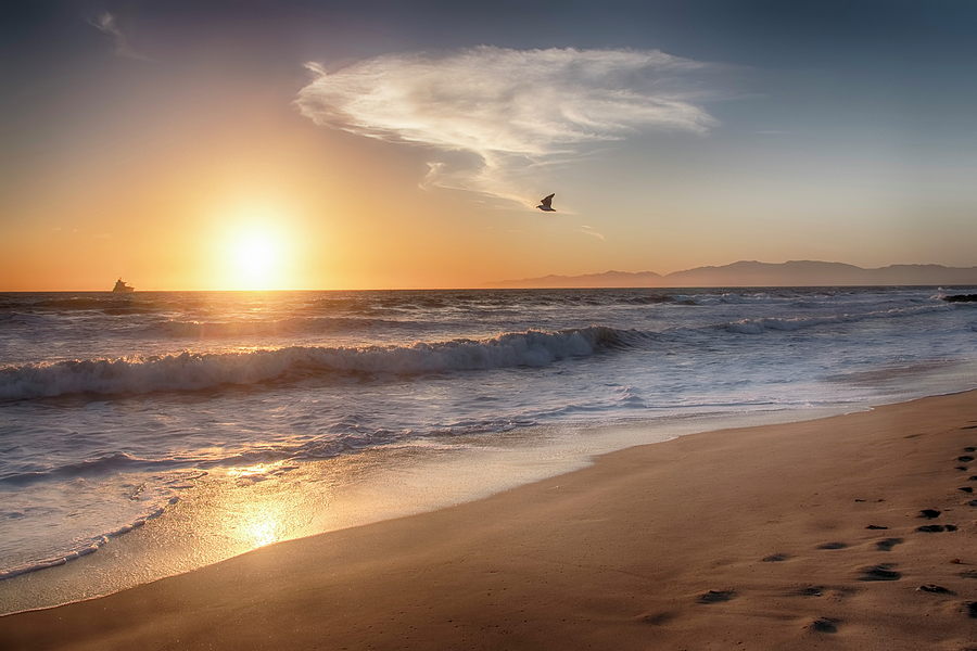 Beach Bird Sunset Photograph by Steven Michael
